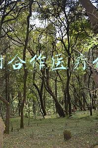农村合作医疗保险