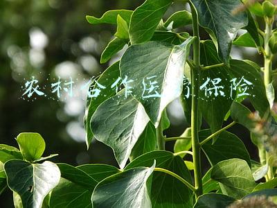农村合作医疗保险