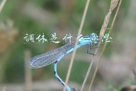 调休是什么意思