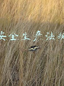 安全生产法规定,生产经营单位应当在有较大危险因素(北京市安全生产条例)