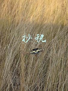 抄税
