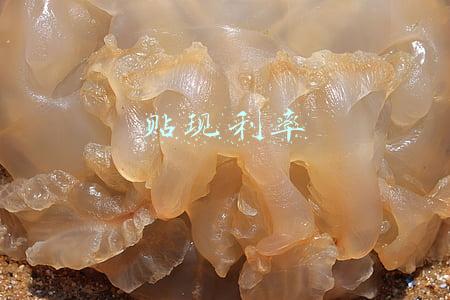 贴现利率