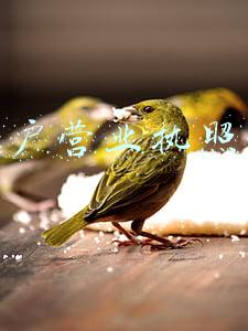 个体户营业执照办理条件(个体办理营业执照的条件及材料有哪些？)
