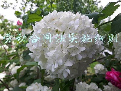 劳动合同法实施细则