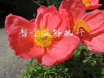 暂予监外执行