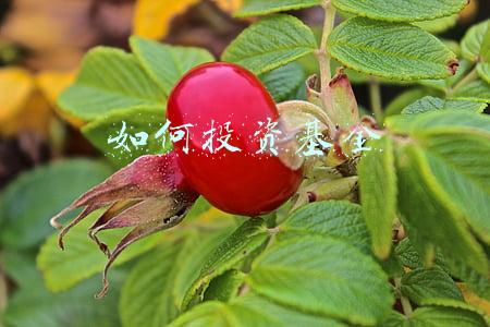 如何投资基金