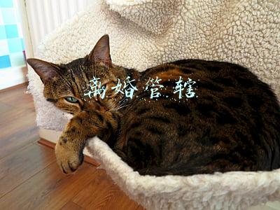 离婚管辖