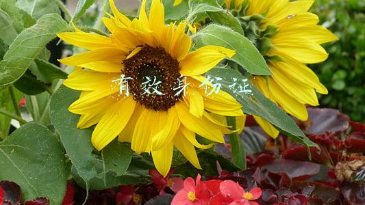 有效身份证和真实姓名(“黑户”50多年后，瓯海丁老伯终于有了自己的身份证)