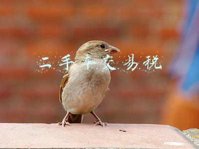 二手车交易税