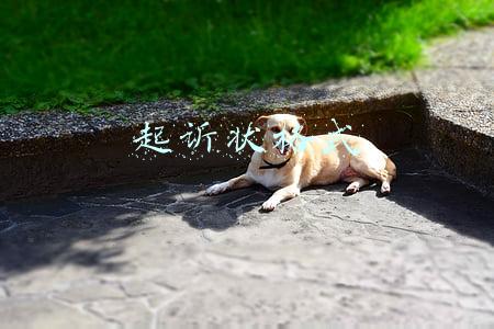 起诉状格式