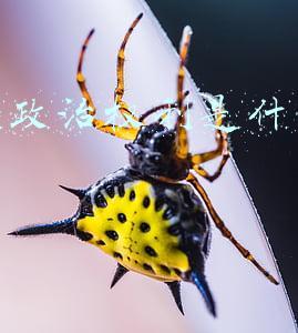 剥夺政治权利是什么意思