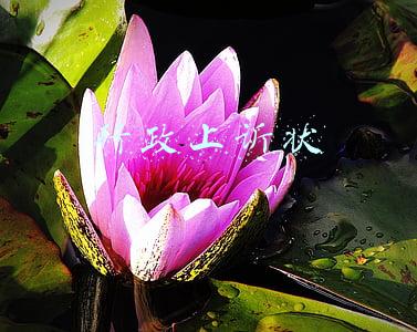 行政上诉状格式(行政起诉状)