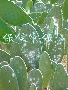 取保候审保证金