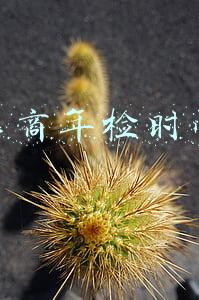 工商年检时间