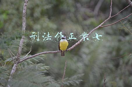 刑法修正案七是什么时候出台的(刑法修正案（七）施行，将非法出售个人信息的行为纳入规制)