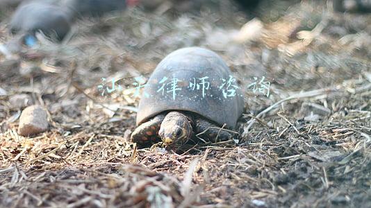 汕头律师咨询