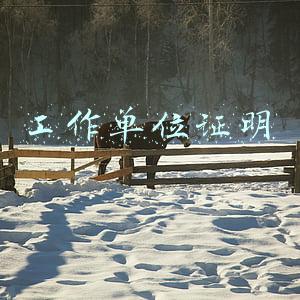 工作单位证明
