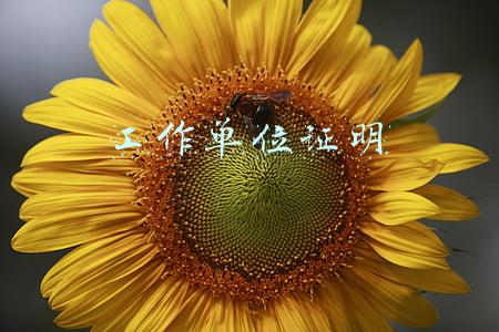 工作单位证明