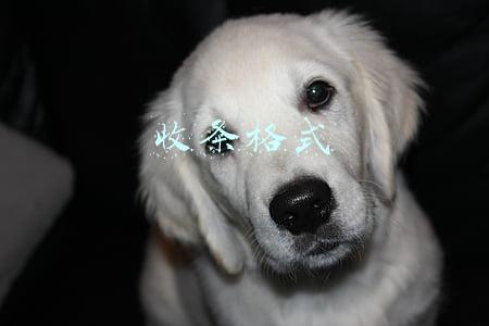 收条格式