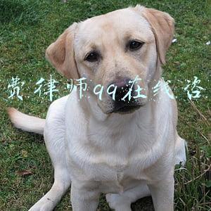 免费律师qq在线咨询