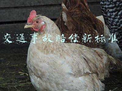 交通事故赔偿新标准