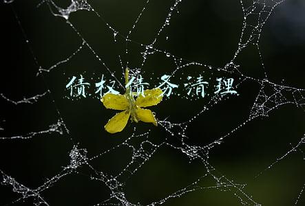债权债务清理