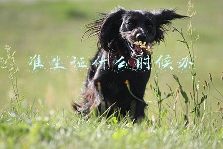 准生证什么时候办