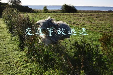 交通事故逃逸