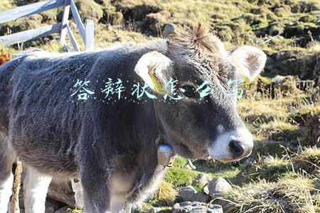 答辩状怎么写