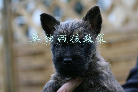 单独两孩政策是哪一年(九州激荡四海升腾)