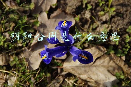 阴阳合同是什么意思