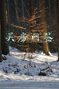 买房网签