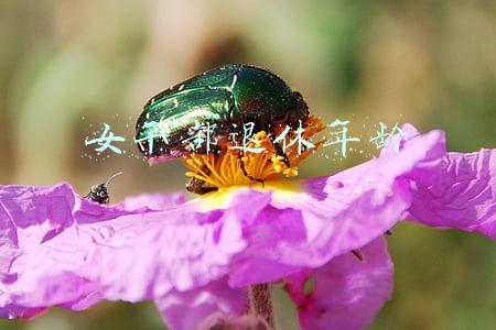 女干部退休年龄