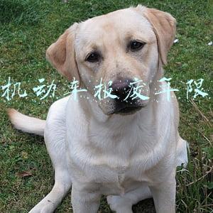 汽车使用年限报废标准(2021车辆报废年限新规定)