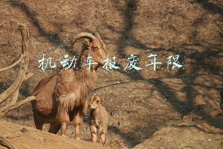 机动车报废年限