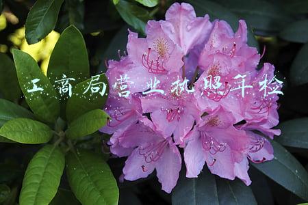 工商局营业执照年检
