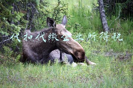代扣代缴企业所得税