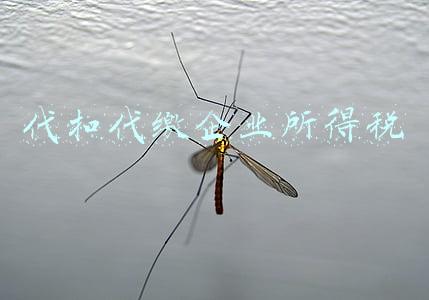 非居民企业代扣代缴企业所得税(非居民企业分类及纳税规定)