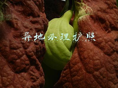 异地办理护照