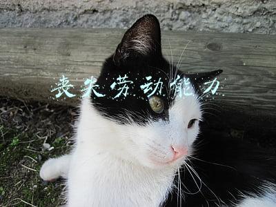 丧失劳动能力