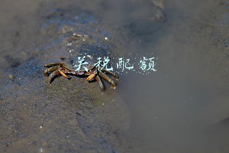 关税配额