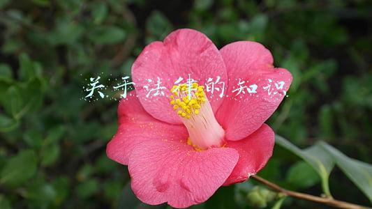关于法律的知识