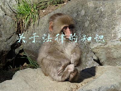关于法律的知识