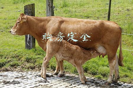 购房定金