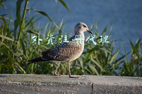 外资注册代理