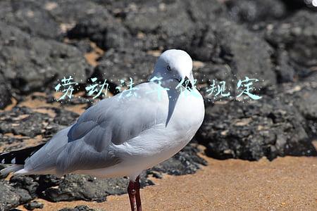 劳动法年假规定 累计工作(年休假天数按累计工作年限确定)