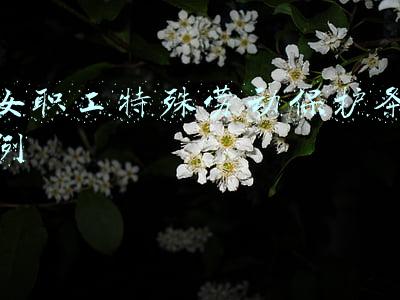 女职工特殊劳动保护条例