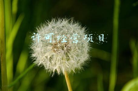 许可经营项目