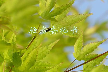 验房委托书