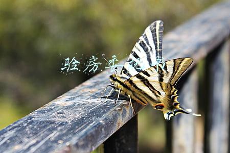 验房委托书